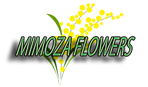 mimozaflowers